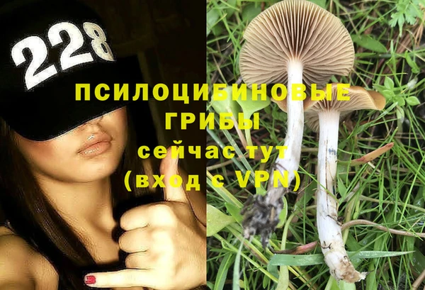 стаф Алзамай